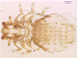 Image result for Harrisonia