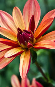 Hugs and kisses bouquet with red roses $47.95 buy now >. Open Up 2 Me By Kami No Kuroi Namida On Deviantart Patio Flowers Amazing Flowers Flowers