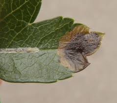 Image result for Stigmella paradoxa