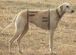 Chest And Abdomen Depth On A Tazi Dog Body Download Scientific Diagram