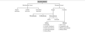 draw a flow chart showing types of plant and animal tissues