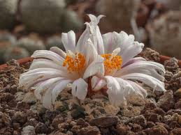 Image result for Kotschya carsonii