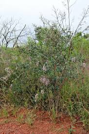 Image result for Vernonanthura polyanthes