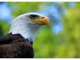 Image result for history of an Eagle