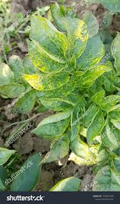 Image result for Alfalfa mosaic virus