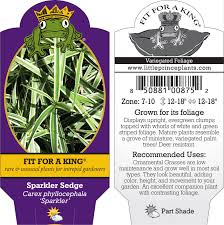 Image result for Carex spicato-paniculata