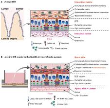 A Versatile Intestine‐on‐Chip System for Deciphering the Immunopathogenesis  of Inflammatory Bowel Disease - Nguyen - 2024 - Advanced Healthcare  Materials - Wiley Online Library