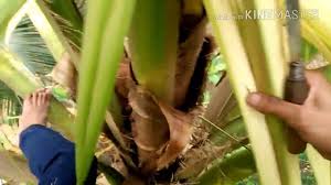 Daun merupakan daun tunggal dengan pertulangan menyirip, daun bertoreh sangat dalam sehingga tampak seperti daun majemuk. Cara Ambil Janur Kelapa Untuk Dibuat Ketupat Youtube