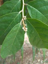 Image result for Dichapetalum madagascariense