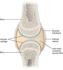 What is the Difference Between Glucosamine Sulfate and Glucosamine  Chondroitin - Pediaa.Com