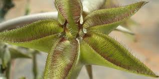 Image result for Ceropegia cimiciodora