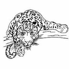 Wild animals coloring pages] 9. Top 25 Free Printable Leopard Coloring Pages Online Animal Coloring Pages Cat Coloring Page Coloring Pages