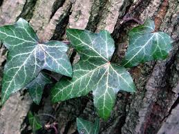 Efeu Pflanzen So Wird S Gemacht Efeu Pflanzen Pflanzenblatter Pflanzen