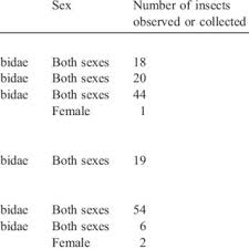 Image result for Eulophia ensata