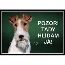 Image result for foxterier drsnosrstý