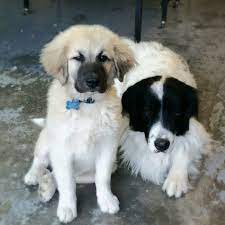 Check spelling or type a new query. Great Pyrenees Newfoundland Great Pyrenees Mix Love These Guys Pets Cute Animals Borzoi Dog