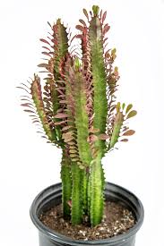 Image result for Euphorbia rubriflora