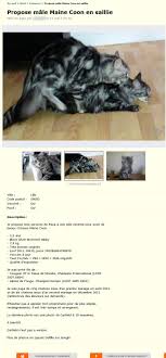 Le bon coin à grand montréal. Propose Male Main Coon Animaux Nord Pas De Calais Best Of Le Bon Coin