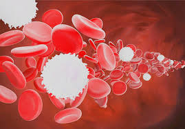 Image result for Red Blood Cell