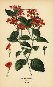 Image result for Lantana camara