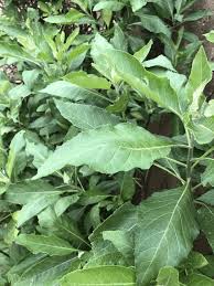 Image result for Vernonia amygdalina