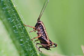 These pesky insects are nocturnal and usually hide in dark, warm places during the day. How To Deal With Crickets In Your House