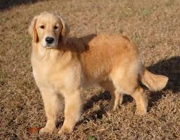 Find local golden retriever puppies for sale and dogs for adoption near you. Golden Retriever Puppies For Sale In Va Petsidi