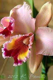Kaseys Korner Beautiful Orchids Orchids Cattleya Orchid