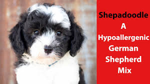 Check spelling or type a new query. Shepadoodle A Hypoallergenic German Shepherd Mix Youtube