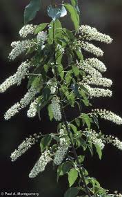 Image result for Prunus serotina