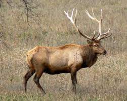 Registered users can log in below, by entering their username and the password selected during registration. Elk Animal Database Fandom