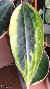 Image result for Carvalhoa macrophylla