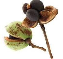 Camellia (Tea Seed) Oil