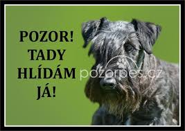 Image result for ČESKÝ TERIÉR
