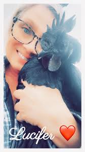 Do chickens ever not love their owners back?