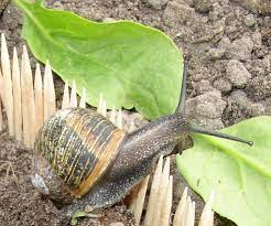 How to keep bugs out of garden if you have unwanted pests or bugs in your garden then naturally you would want to get rid of them. Failed Project Keeping Snails Away From A Vegetable Garden 6 Steps Instructables