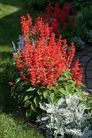 Pin On My Dream Garden Plant Combinations
