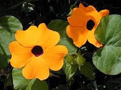 Image result for Thunbergia reticulata
