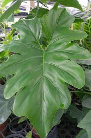 Philodendron Revolution Philodendron Plants House Plants Indoor