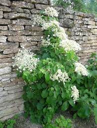 Le carpenteria californica est un très bel arbuste à floraison printanière. 21 Idees De Arbustes D Ombre Arbuste Ombre Arbuste Jardins