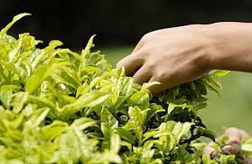 самый дорогой чай в мире называется дахунпао что означает Dahunpao Teaterra