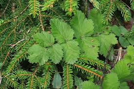 Image result for Pimpinella sp. A. of FZ 4: 594