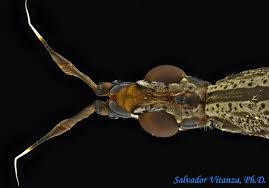 Image result for Liparis odontochilos