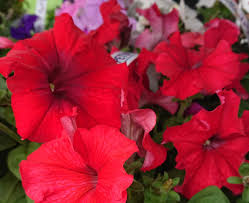 Do not allow plants to become pot bound. How To Water Petunias Gardener Report