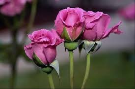 صورة ثلاث وردات Photo Hd Pink Rose Pictures Beautiful Pink Flowers Rose Images