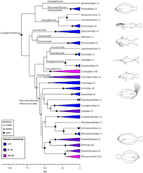 The Tree Of Life And A New Classification Of Bony Fishes