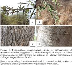 Image result for Balanites aegyptiaca