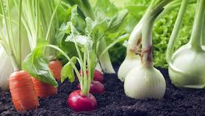 9 business / industry overview 9 production plan 9 market plan 9 financial plan 9 human resources plan each individual plan (section) contributes to the resulting overall business plan giving you a document to access the progress of your business. Organic Farm Business Plan Fast Business Plans