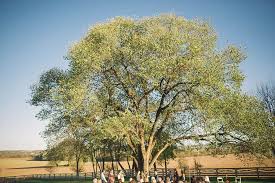 Beautiful Outdoor Wedding Ceremony David Garrett S Personalized Rustic Diy Maryland Wedding At Maryland Wedding Outdoor Wedding Outdoor Wedding Ceremony