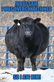 Just A Little Stock Show Humor Cows Funny Farm Humor Livestock Quotes